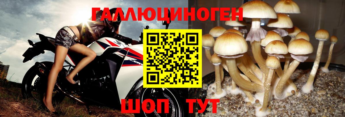 Галлюциногенные грибы Psilocybine cubensis  Галлюциногенные грибы Psilocybe  где продают   Шадринск 